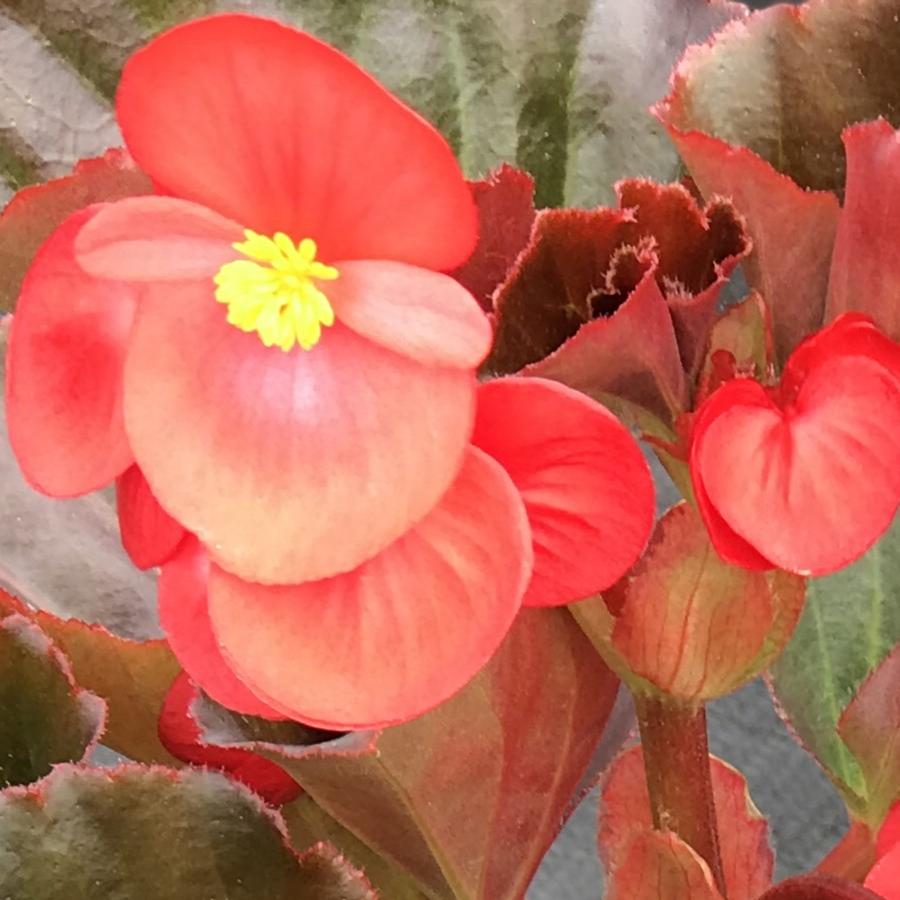 Begonia BIG™ Red with Bronze