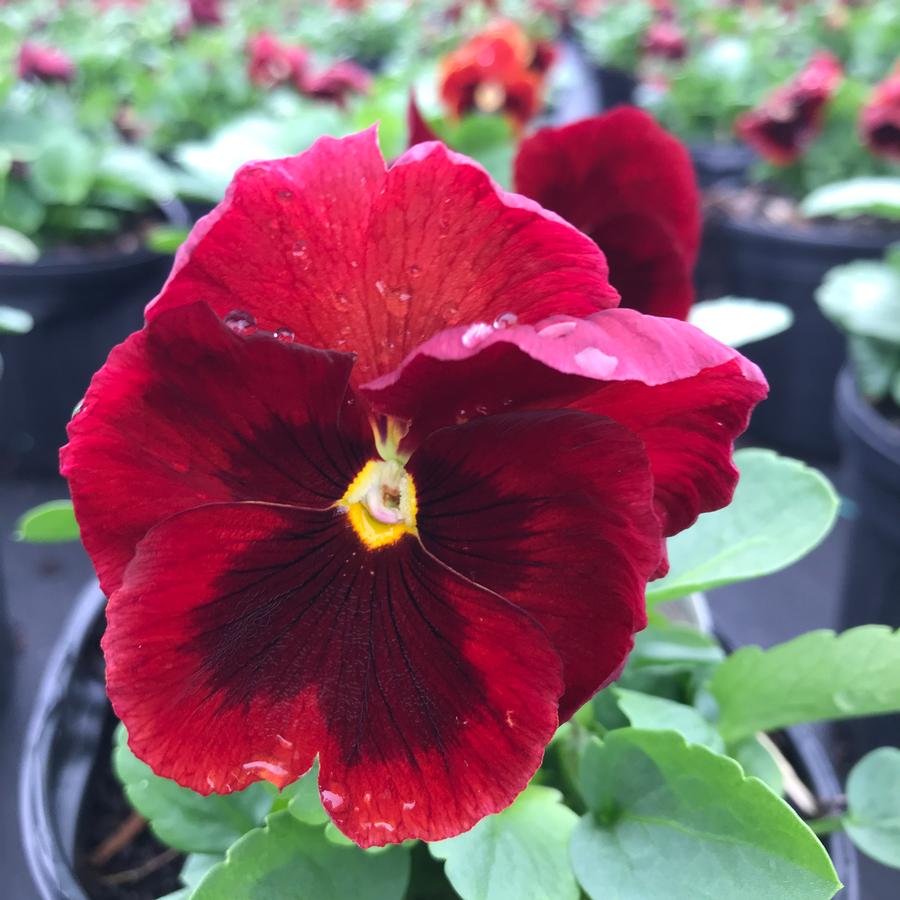 Pansy Delta Premium Red with Blotch