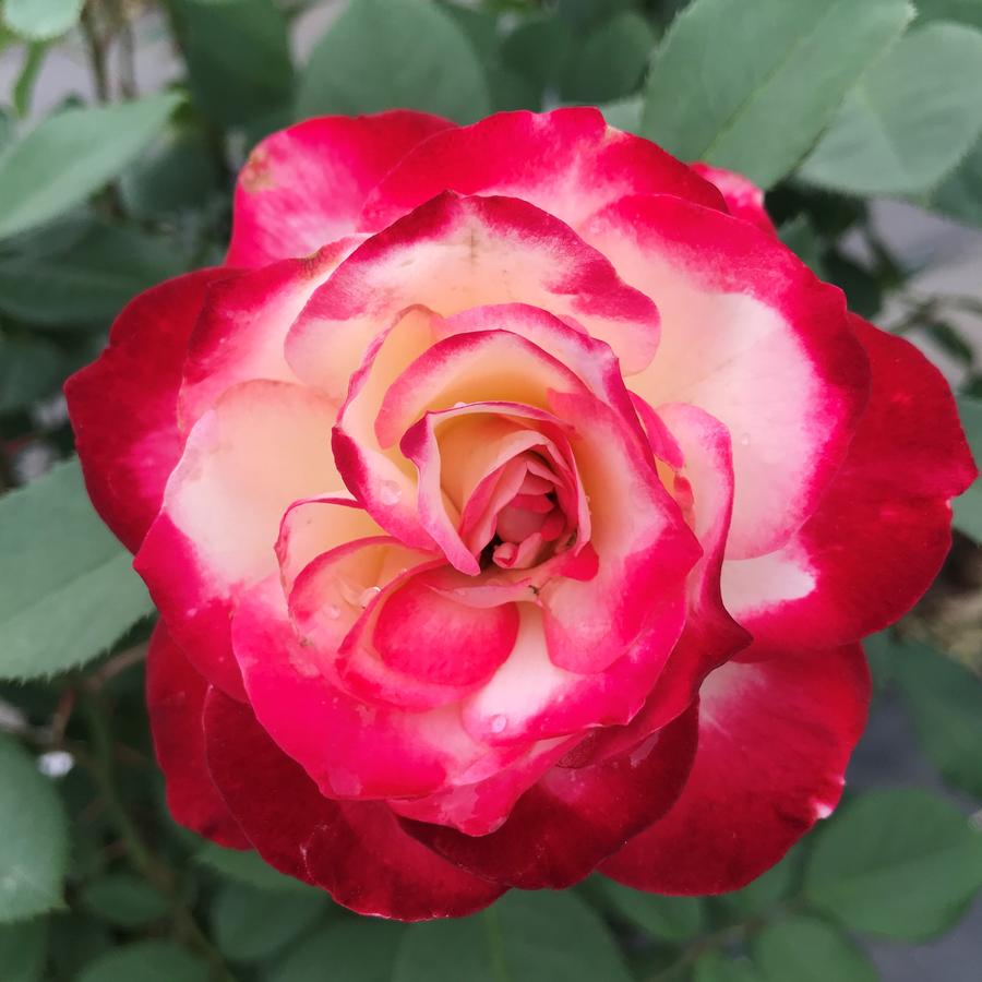 Rose Grandiflora Cherry Parfait™