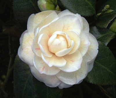 Camellia japonica 'April Dawn'