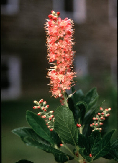 Clethra alnifolia 'Ruby Spice'