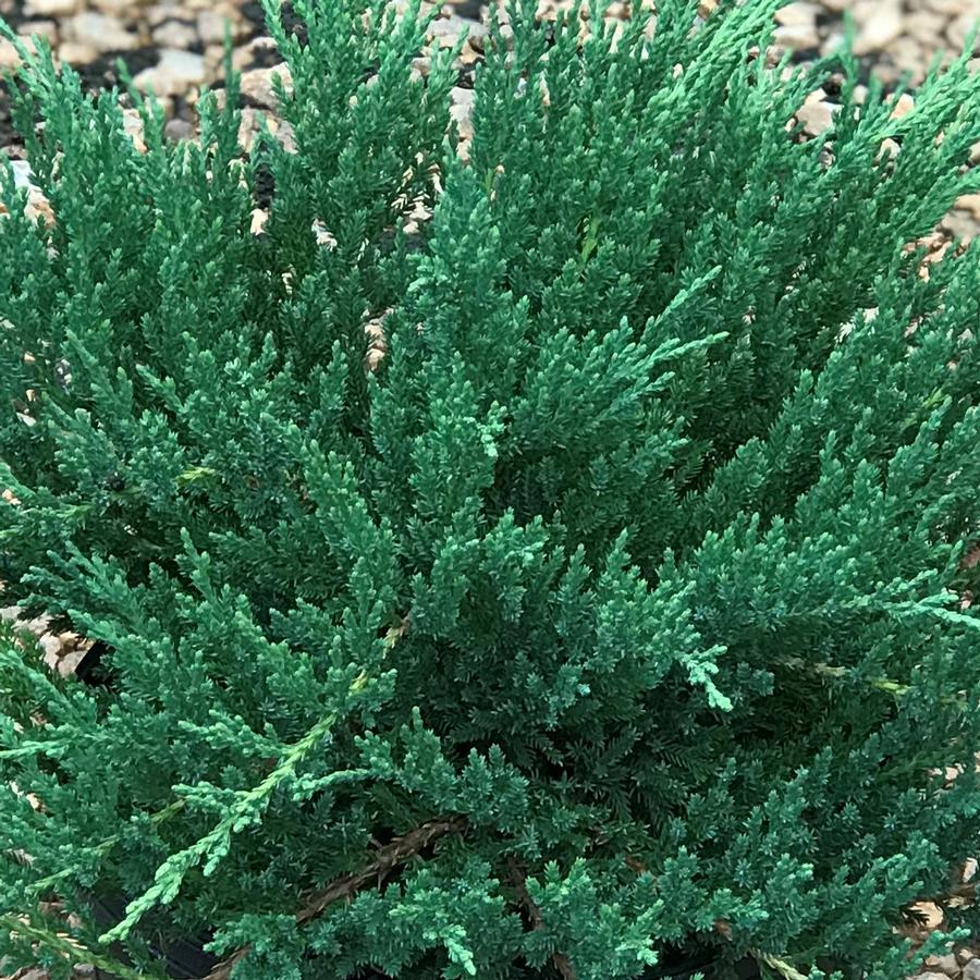 Juniperus chinensis var. sargentii 'Viridis'