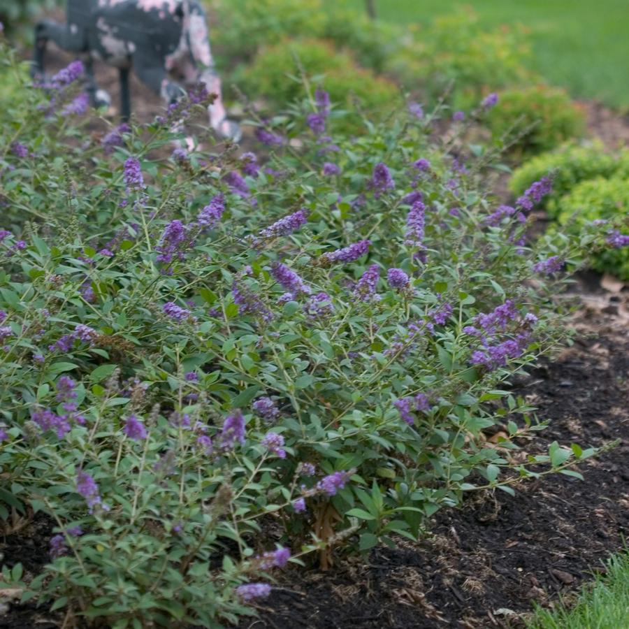 Buddleia Lo & Behold® 'Blue Chip'