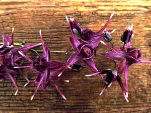 Epimedium grandiflorum 'Purple Prince'
