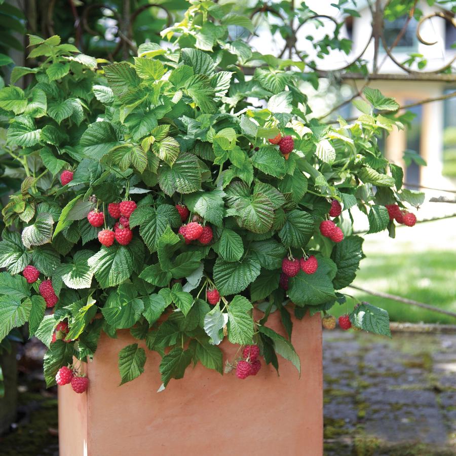 Rubus idaeus Bushel and Berry® Raspberry Shortcake®