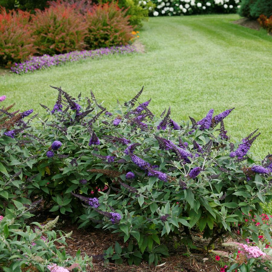 Buddleia x Proven Winners® Color Choice® Pugster® Blue