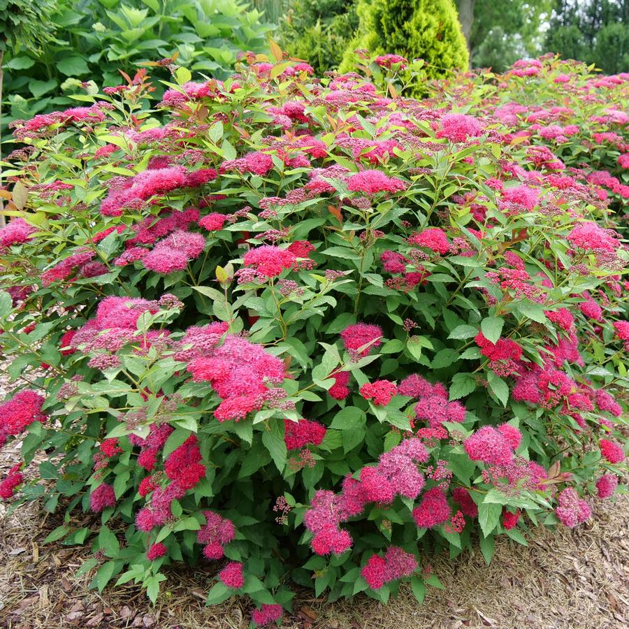Spiraea x Proven Winners® Color Choice® Double Play Doozie®