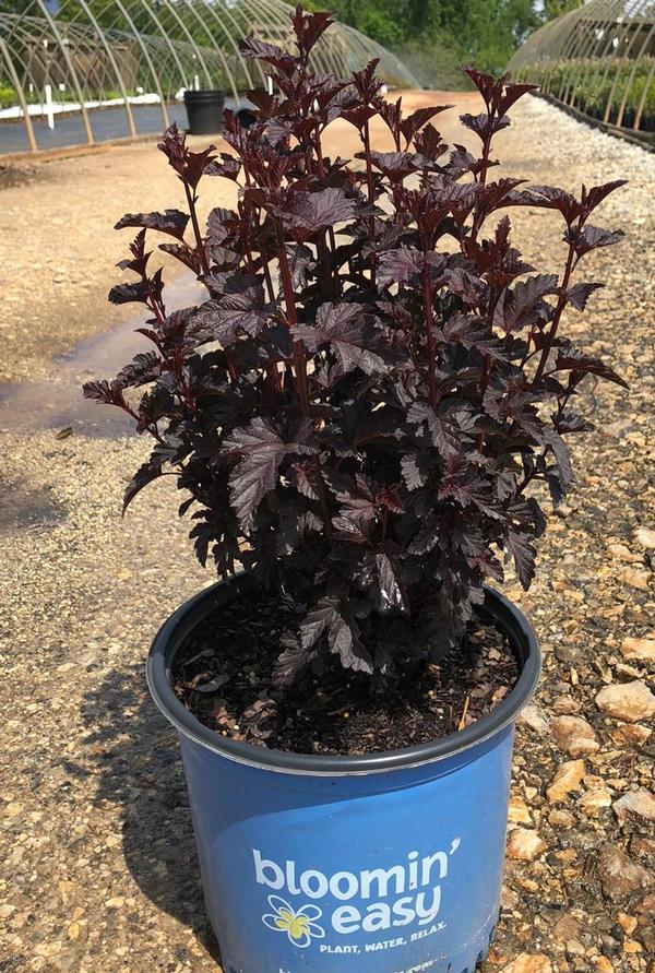 Physocarpus opulifolious Bloomin' Easy® Panther®