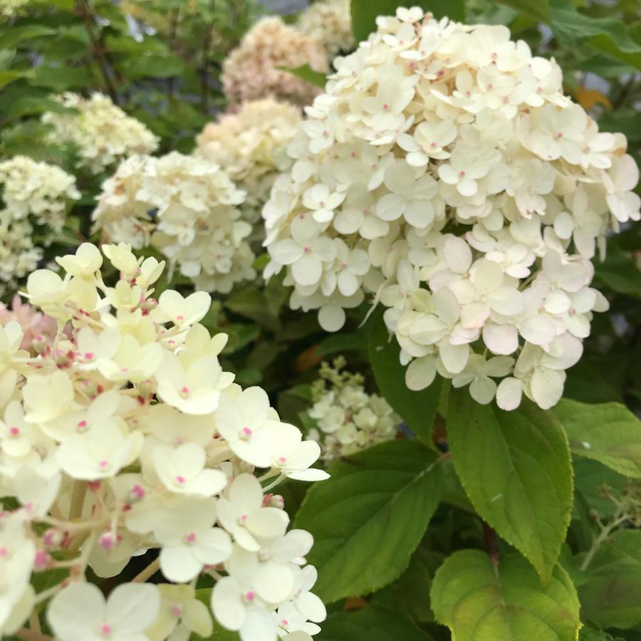 Hydrangea paniculata Proven Winners® Color Choice® 'Limelight'