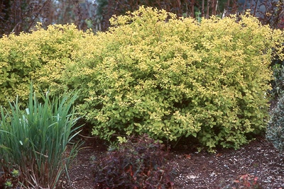 Spiraea japonica 'Goldmound'